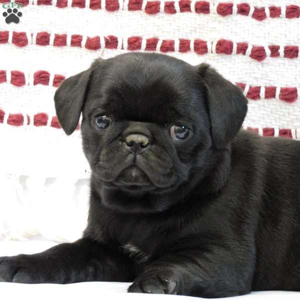 Patty, Pug Puppy